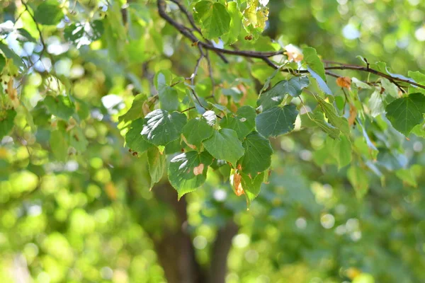 나무에 아름다운 나뭇잎들 — 스톡 사진