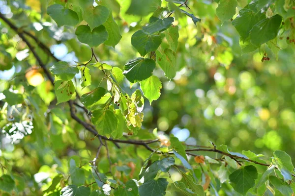나무에 아름다운 나뭇잎들 — 스톡 사진