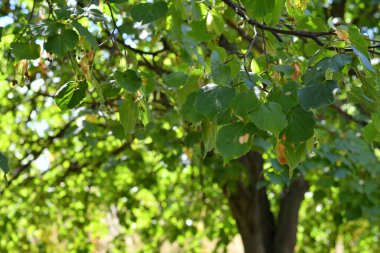 Ağaçtaki güzel yapraklar. Ihlamur yaprakları.
