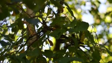 Ağaçtaki güzel yapraklar. Ihlamur yaprakları.