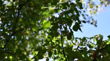 Ağaçtaki güzel yapraklar. Ihlamur yaprakları.