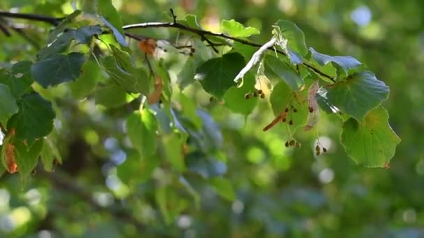 Όμορφα Φύλλα Στο Δέντρο Φύλλα Λινθίου — Αρχείο Βίντεο