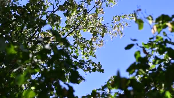 Belles Feuilles Sur Arbre Feuilles Tilleul — Video