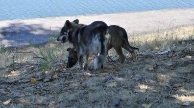 Evsiz köpekler. Sokaktaki köpekler