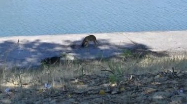 Evsiz köpekler. Sokaktaki köpekler