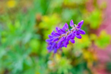 Yapraklar ve yumru çiçekleri. Yapraklardaki yağmur damlaları