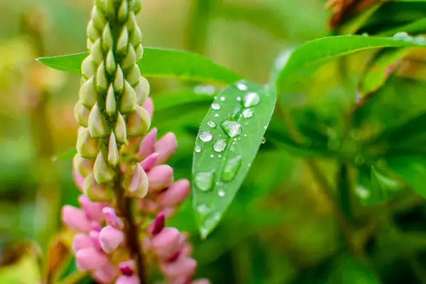 叶和花 叶和花 树叶上的雨滴 — 图库照片