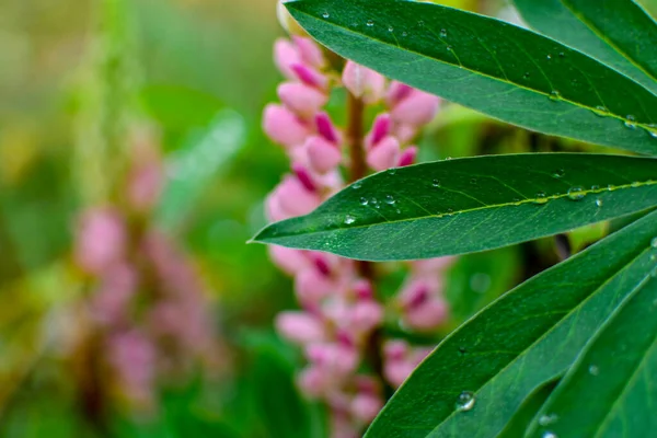 Blätter Und Blüten Von Klumpen Regentropfen Auf Blättern — Stockfoto