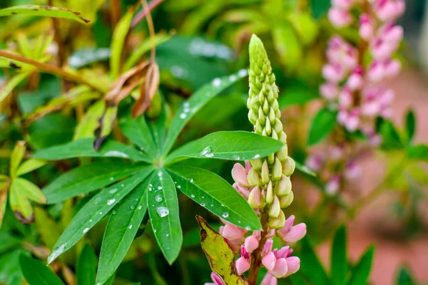 叶和花 叶和花 树叶上的雨滴 — 图库照片