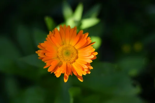 Flower Calendula Beautiful Orange Flower Yellow Summer Flower — Stock Photo, Image