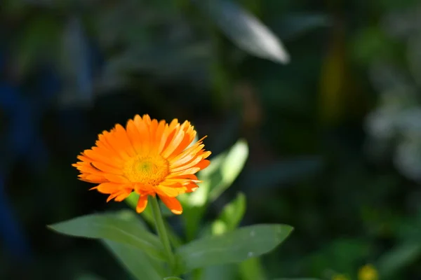 Ringelblume Schöne Orangefarbene Blume Gelbe Sommerblume — Stockfoto