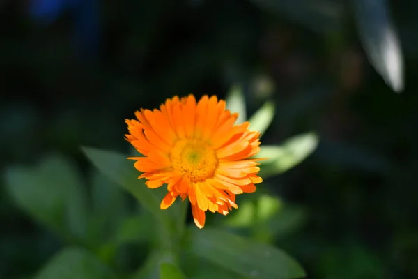Цветок Календулы Красивый Оранжевый Цветок Желтый Летний Цветок — стоковое фото
