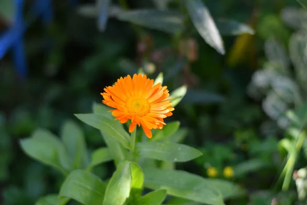 月桂花花 美丽的橙花 黄色夏花 — 图库照片