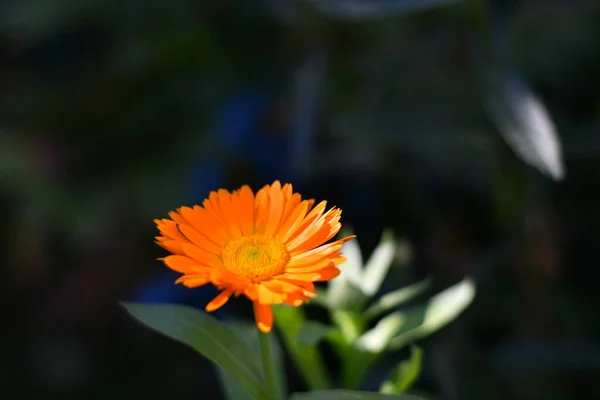 Flor Caléndula Hermosa Flor Naranja Flor Amarilla Del Verano —  Fotos de Stock