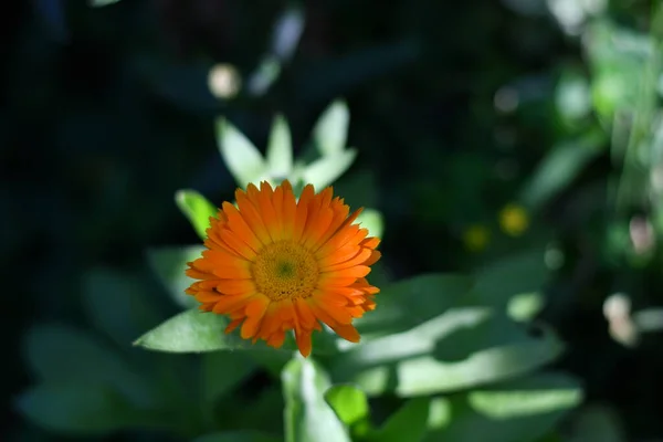 Flower Calendula Beautiful Orange Flower Yellow Summer Flower — Stock Photo, Image