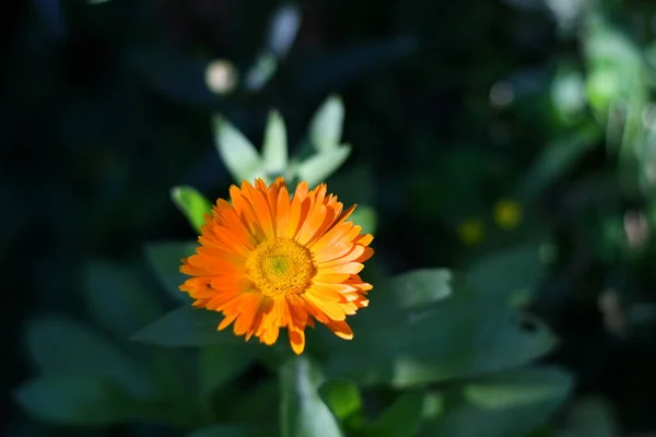 カレンデュラの花 美しいオレンジの花 黄色い夏の花 — ストック写真