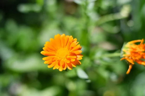 Květina Kalendáře Krásná Oranžová Květina Žlutá Letní Květina — Stock fotografie
