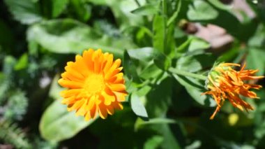 Takvim çiçeği. Güzel portakal çiçeği. sarı yaz çiçeği