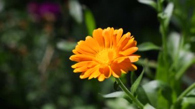 Takvim çiçeği. Güzel portakal çiçeği. sarı yaz çiçeği