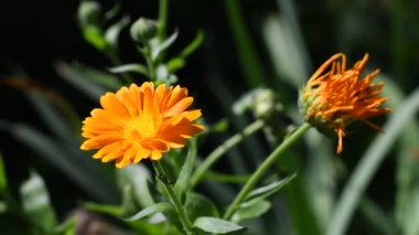 Takvim çiçeği. Güzel portakal çiçeği. sarı yaz çiçeği