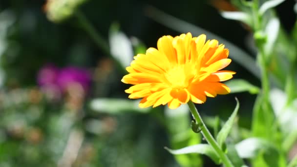 Fiore Calendula Bellissimo Fiore Arancio Fiore Giallo Estivo — Video Stock