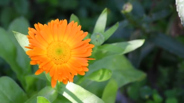 Kwiat Nagietka Piękny Pomarańczowy Kwiat Żółty Kwiat Letni — Wideo stockowe