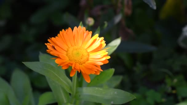 Квітка Календули Красива Помаранчева Квітка Жовта Літня Квітка — стокове відео