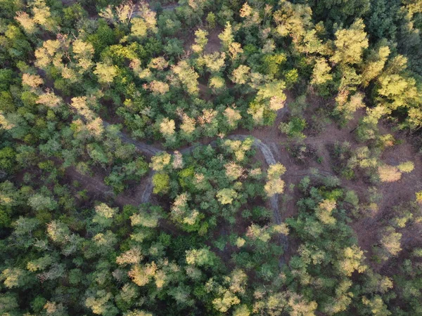 Bosque Desde Arriba Vista Del Bosque Desde Cielo Árboles Altos — Foto de Stock