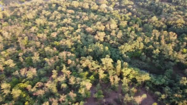 森の上から 空からの森の眺め 背の高い木 — ストック動画