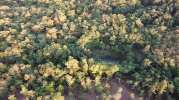 森の上から 空からの森の眺め 背の高い木 — ストック動画