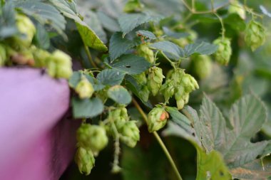 Yeşil sıçrayışlar. sekme yaprakları ve koniler