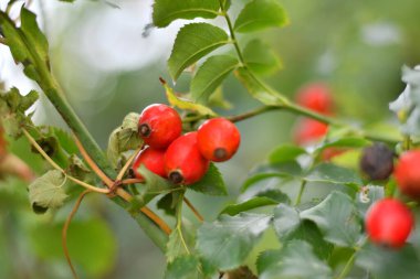 Güzel kırmızı güllük. Olgun gül kalçalar.