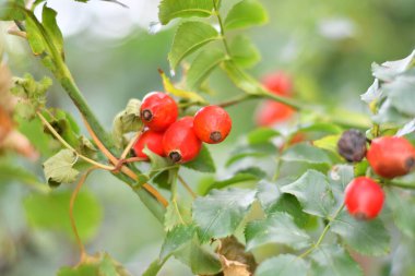 Güzel kırmızı güllük. Olgun gül kalçalar.