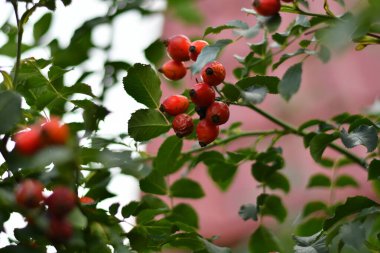 Güzel kırmızı güllük. Olgun gül kalçalar.