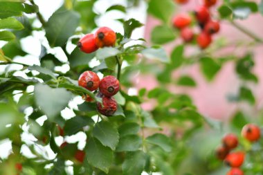 Güzel kırmızı güllük. Olgun gül kalçalar.