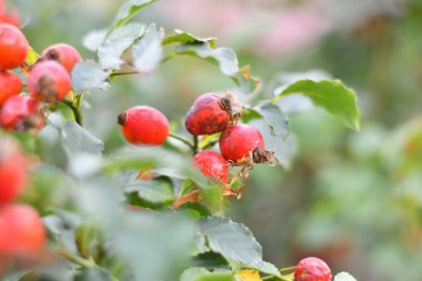 Güzel kırmızı güllük. Olgun gül kalçalar.
