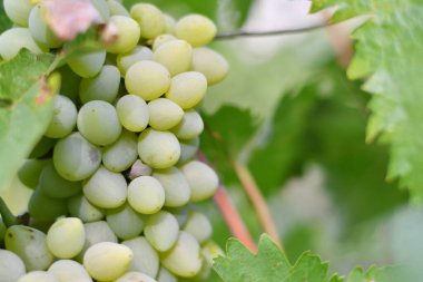 Güzel üzüm demetleri. Sarmaşık.