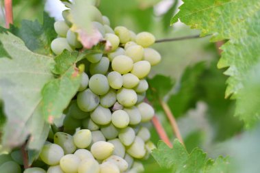 Güzel üzüm demetleri. Sarmaşık.