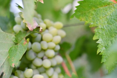 Güzel üzüm demetleri. Sarmaşık.