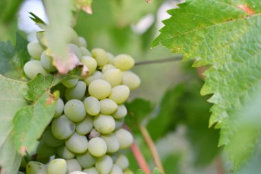 Güzel üzüm demetleri. Sarmaşık.