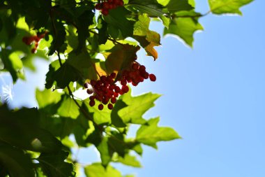 Güzel dağ külleri. kırmızı rowan üzümü