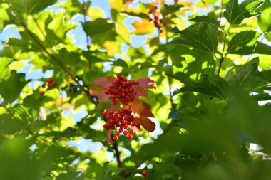 Güzel dağ külleri. kırmızı rowan üzümü