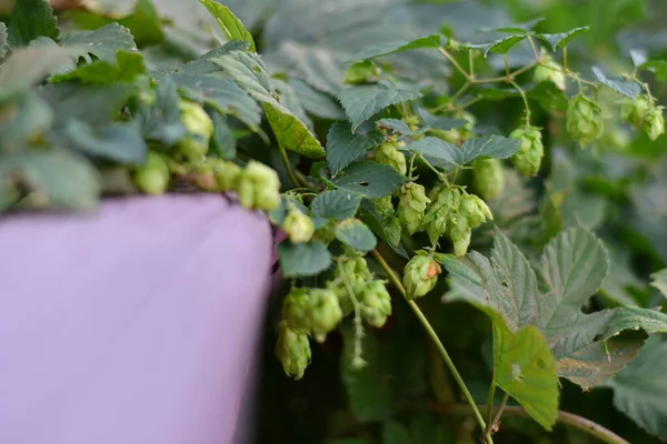 green hops. hop leaves and cones