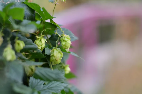 green hops. hop leaves and cones