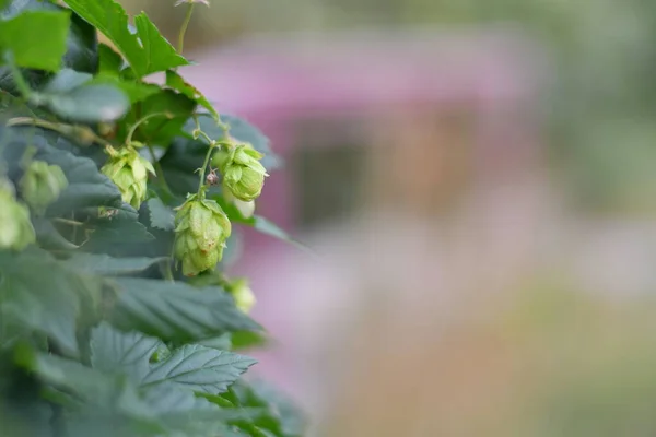 green hops. hop leaves and cones