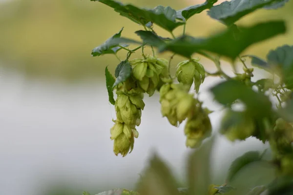 green hops. hop leaves and cones