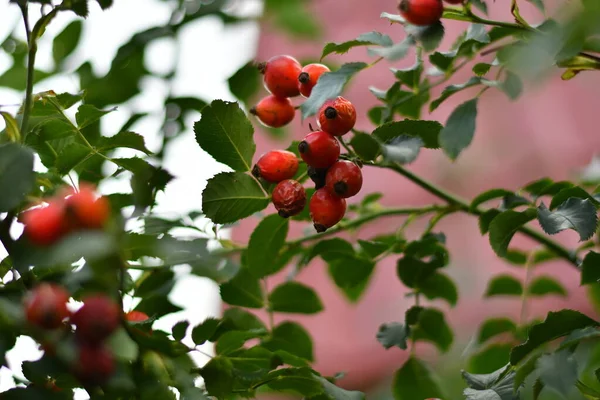 Güzel kırmızı güllük. Olgun gül kalçalar.
