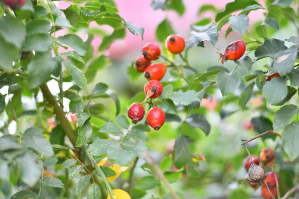 Güzel kırmızı güllük. Olgun gül kalçalar.