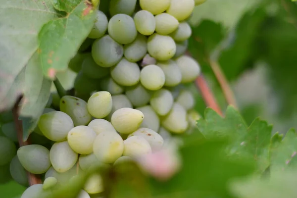 Belles Grappes Raisins Vigne — Photo