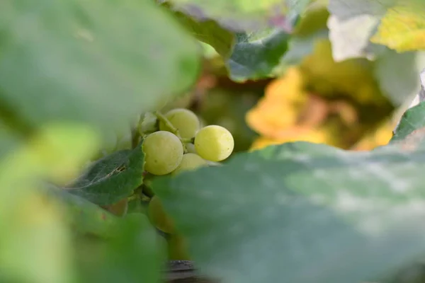 Belles Grappes Raisins Vigne — Photo